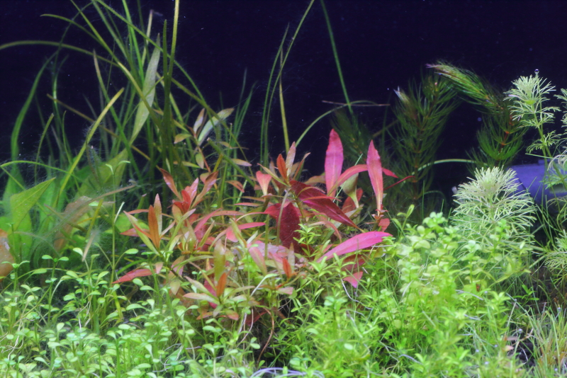 植栽から23日目（トリミングから68日目）